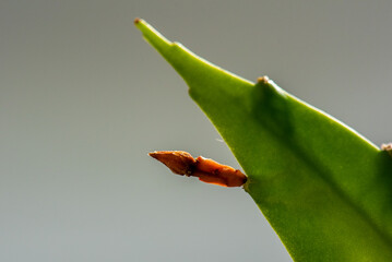 Tiny Moth on a Green Leaf - A Macro View.
