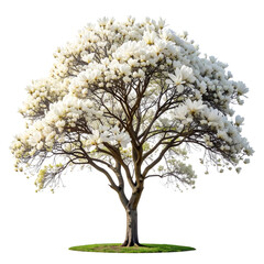Obraz premium Single tree with green leaves, isolated on white background, perfect for spring nature illustration or vector design