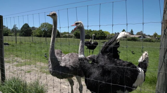 Visitor feeding ostriches at farm enclosure