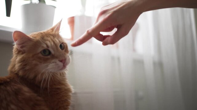 Playful ginger cat licking, biting, and touching its owner finger with a paw while sitting near a window with soft natural light, showcasing a tender moment of human-animal friendship