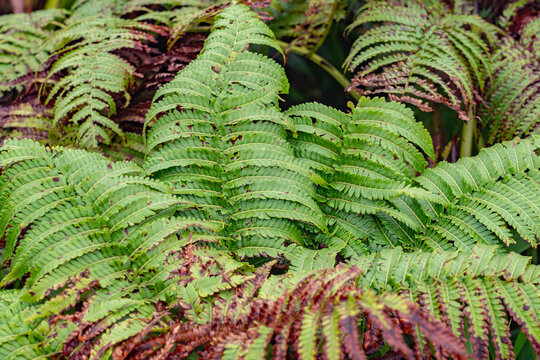 Cibotium menziesii, the hāpuʻu ʻiʻi or Hawaiian tree fern, is a species of tree fern (Family Cybotiaceae). Mauʻumae Ridge Trail (Puʻu Lanipō), Oahu, Hawaii. Koʻolau Range, shield volcano.

