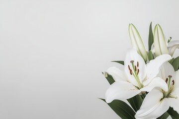 Fototapeta premium White lily flowers and buds blooming on a light gray background, offering ample copy space for text or graphics