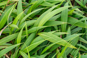 Obraz premium Mauʻumae Ridge Trail (Puʻu Lanipō), Oahu, Hawaii. Koʻolau Range, shield volcano. Setaria palmifolia is a species of grass. palmgrass, highland pitpit, hailans pitpit, short pitpit, knotroot.