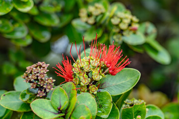 Metrosideros polymorpha, the ʻōhiʻa lehua, is a species of flowering evergreen tree in the myrtle family, Myrtaceae. Mauʻumae Ridge Trail (Puʻu Lanipō), Oahu, Hawaii. Koʻolau Range, shield volcano.