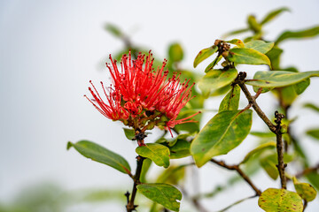 Metrosideros polymorpha, the ʻōhiʻa lehua, is a species of flowering evergreen tree in the myrtle family, Myrtaceae. Mauʻumae Ridge Trail (Puʻu Lanipō), Oahu, Hawaii. Koʻolau Range, shield volcano.