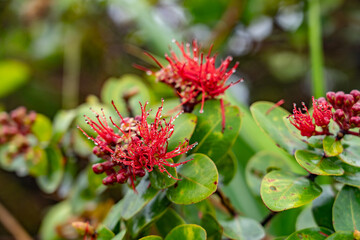 Metrosideros polymorpha, the ʻōhiʻa lehua, is a species of flowering evergreen tree in the myrtle family, Myrtaceae. Mauʻumae Ridge Trail (Puʻu Lanipō), Oahu, Hawaii. Koʻolau Range, shield volcano.