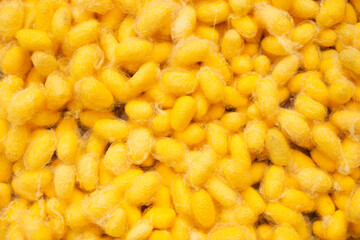 Golden cocoon, commercially bred silkworm
