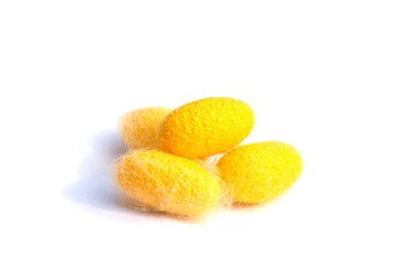 Golden cocoon, silk moth, golden silkworm