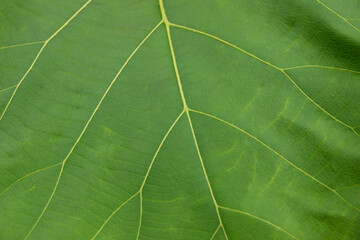 Green leaves, large leaves, clear leaf pattern, leaves in nature