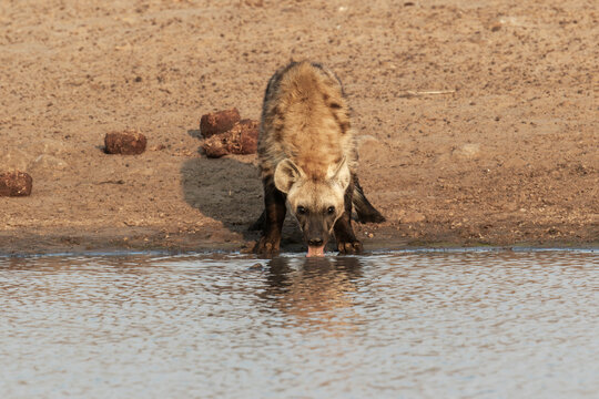 Hyena quenches thirst at a serene waterhole under the setting sun
