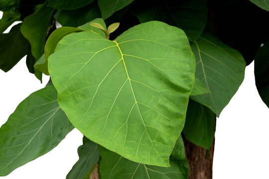 Green leaves, teak leaves, large leaves