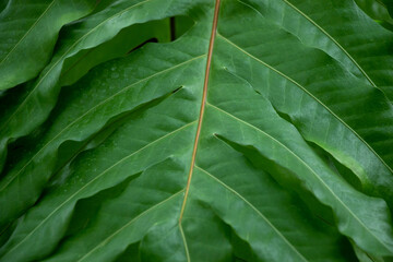 Green ornamental plants, beautiful, fresh, natural, natural background