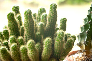 Cactus plants in nature, fresh