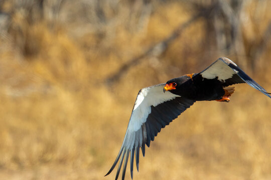 A Bateleur Eagle glides gracefully over dry grasslands in the Kruger Park
