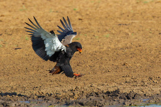 Bateleur Eagle swoops down over the watering hole
