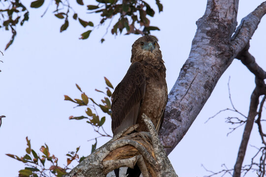 A Tawny Eagle rests on a branch as the sun sets in the Kruger Park
