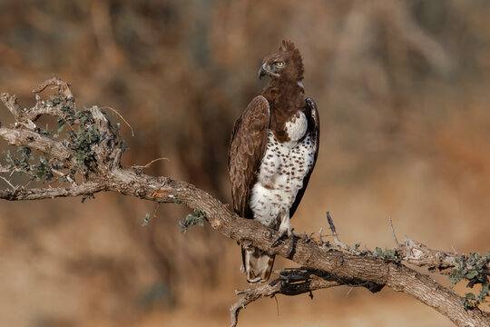 A Martial Eagle stands proud on a tree branch in the sun
