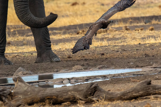 A Martial eagle glides gracefully above an elephant drinking water