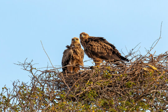 Two tawny eagles watch their surroundings from a high nest
