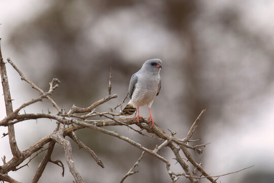 A Gabar Goshawk watches from a high branch in the Kruger Park
