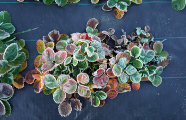 Strawberry leaves covered with frost on the agrotextiles in a cold autumn morning in the garden.