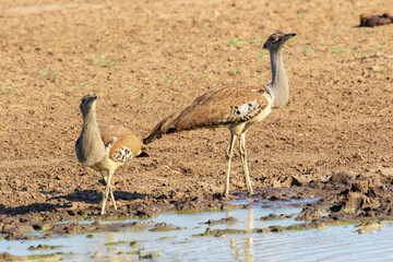 Two kori bustards wander near a water source in South Africa
