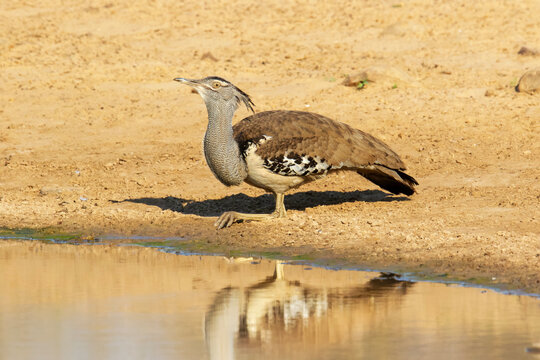 Kori bustard walks elegantly by a sunlit waterhole