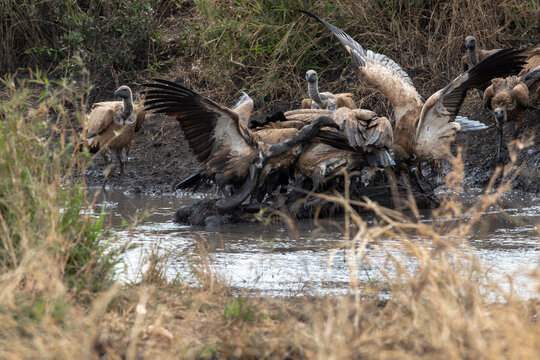 Hungry vultures gather around a water buffalo carcass in South Africa