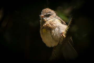 An Eastern yellow robin fledgling sits in the sunlight against the dark background of a rainforest, and waits for its parent to feed it in Lamington national park in Queensland, Australia.