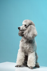A close-up headshot of a standard poodle emphasizes its dignified expression and well-groomed appearance. The soft blue background complements the dog's fluffy coat and focused demeanor.