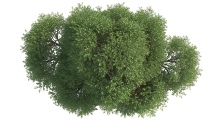 green grass on white background