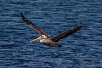 California Brown Pelican (Pelecanus occidentalis), wings spread and gliding over the wetlands in Huntington Beach, California. Blue water in the background. 
