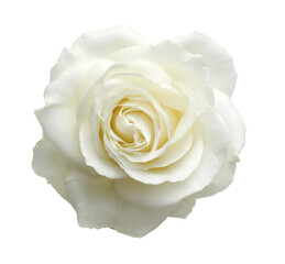 white rose flower on transparent background