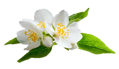 white jasmine flowers isolated on transparent background