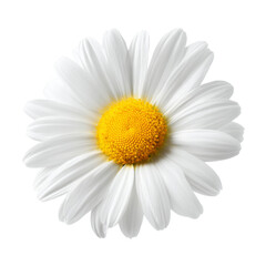 daisy flower on white background