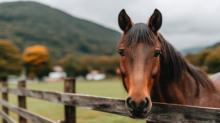 Obraz premium Stunning Brown Horse Standing Gracefully by a Wooden Fence in a Vibrant Autumn Meadow Landscape