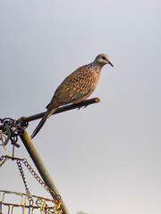 bird on a branch dove on a stick rod clean unique and latest image