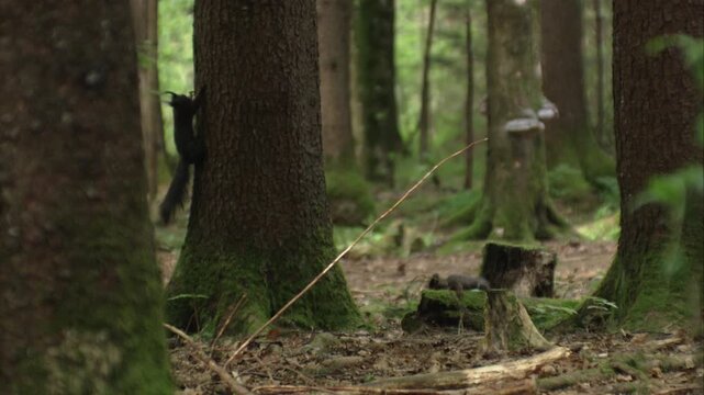 Two squirrels playing on the forest floor