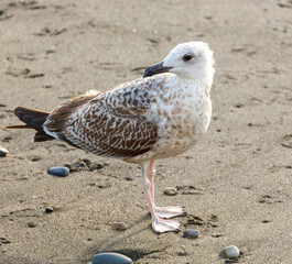A bird is standing on the beach