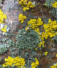A tree trunk covered in yellow and green moss
