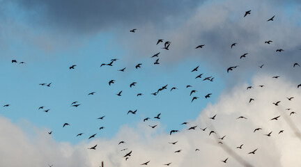 A flock of birds flying in the sky