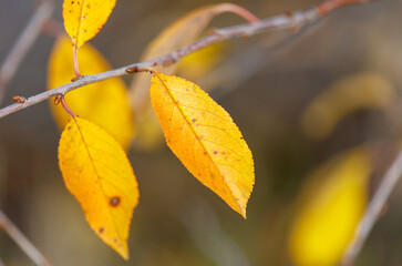 A leaf is on a branch