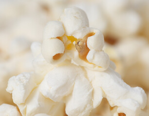 A close up of a white popcorn kernel