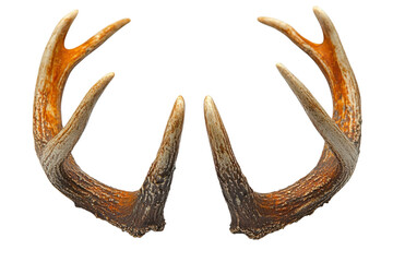 Majestic Deer Antlers Isolated Wildlife Trophy Hunting Decor Animal Shed Natural Brown Texture Black