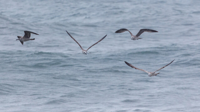 Four birds flying in the sky over the ocean