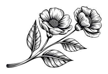 Vintage black and white botanical drawing of blooming anemone flowers and leaves, perfect for elegant invitations, feminine branding, or naturethemed decor applications.