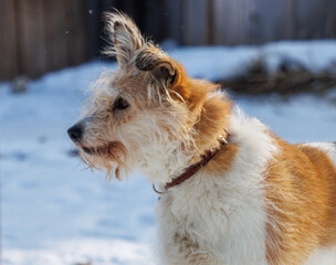 A dog with a brown and white coat and a brown collar