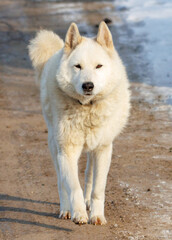 Obraz premium A white dog is walking on a dirt road