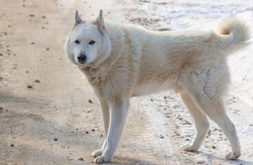 A white dog is standing on a road