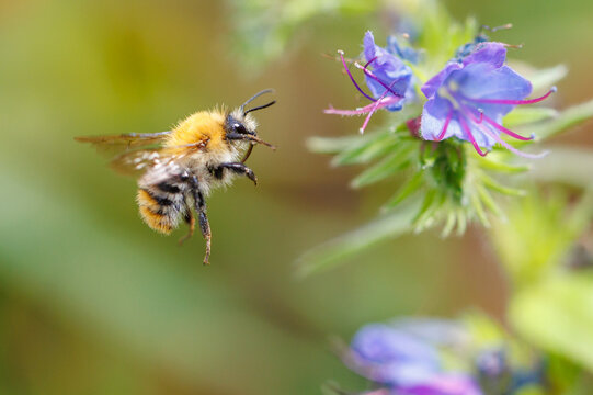 A yellow and black bee is flying over a purple flower